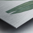 Shellflower illustration  Metal print