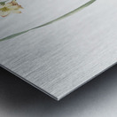 Gladiolus lineatus illustration  Metal print