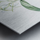 Fringed Star Orchid illustration  Metal print