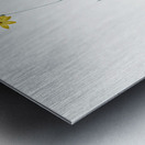 Orange Ixia illustration  Metal print