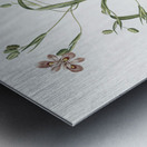 Moraea sordescens illustration  Metal print