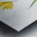 Tulipa sylvestris illustration  Metal print