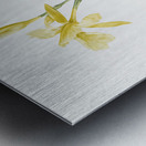 Bandana of the everglades illustration  Metal print