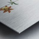 Lilium penduliflorum illustration  Metal print