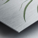 Pitcairnia angustifolia illustration  Metal print