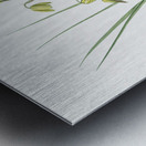 Slime Lily illustration  Impression metal