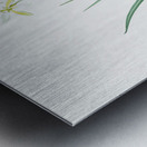 Slime Lily illustration  Metal print