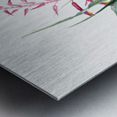 Pitcairnia bromeliaefolia illustration  Metal print