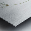 Allium fragrans illustration  Metal print