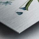 Scilla amoena illustration  Metal print