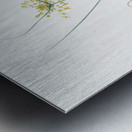 Small yellow onion illustration  Metal print