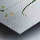 Small yellow onion illustration  Metal print