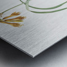 iPancratium croceum llustration  Metal print