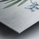 Gladiolus plicatus illustration  Metal print