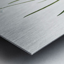 Spring squill illustration  Metal print