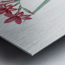 Gladiolus cardinalis illustration  Metal print