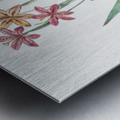 Blackberry Lily illustration  Metal print