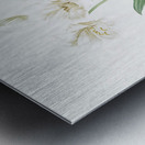 Crinum giganteum illustration  Metal print