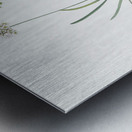 Allium carolinianum illustration  Metal print