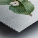 Sand ginger illustration  Metal print