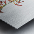 Antholyza aethiopica illustration  Metal print