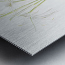 Pancratium littorale illustration  Metal print