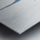 Ixia plantaginea illustration  Metal print