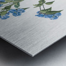 Commelina tuberosa illustration  Metal print