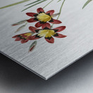 Ixia tricolor illustration  Metal print