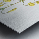 Lilium pyrenaicum illustration  Metal print