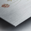 Allium globosum illustration  Metal print