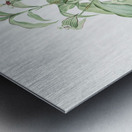 Commelina zanonia illustration  Metal print