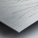 Phalangium elatum illustration  Metal print