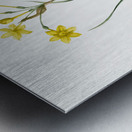 Rush daffodil illustration  Metal print