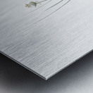 Allium obtusiflorum illustration  Metal print