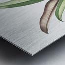 Boat lily illustration  Metal print