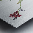 Gladiolus mucronatus illustration  Metal print