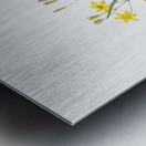 Gladiolus mucronatus illustration  Metal print