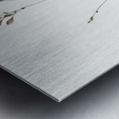 Gladiolus junceus illustration  Metal print