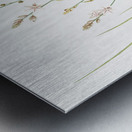 Asphodelus fistulosus illustration  Metal print