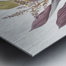 Cordyline fruticosa illustration  Impression metal