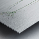 Cordyline fruticosa illustration  Metal print