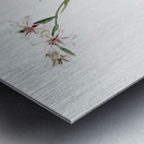 Gladiolus illustration  Metal print