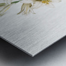 Madonna lily illustration  Metal print