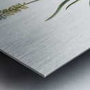 Muscari ambrosiacum illustration  Metal print