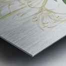 Pancratium speciosum illustration  Metal print