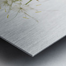 Streambank spiderlily Pancratium disciforme illustration  Metal print