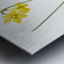 Narcissus odorus illustration  Metal print