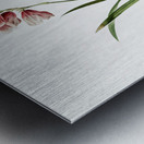 Ixia hyalina illustration  Metal print