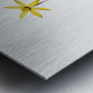 Hypoxis stellata illustration  Metal print